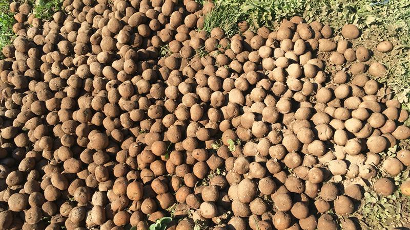 We reveal the secrets of record yields: how to grow a bucket of potatoes from one bush