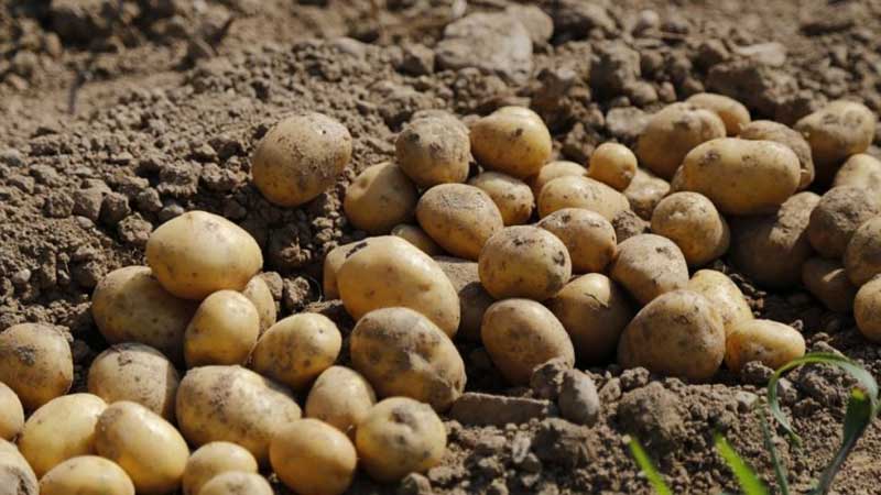 We reveal the secrets of record yields: how to grow a bucket of potatoes from one bush