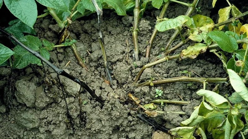 What are the diseases of potato tops: description and treatment