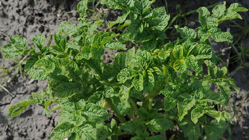 What are the diseases of potato tops: description and treatment
