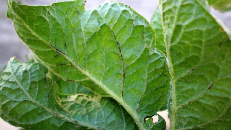 What are the diseases of potato tops: description and treatment