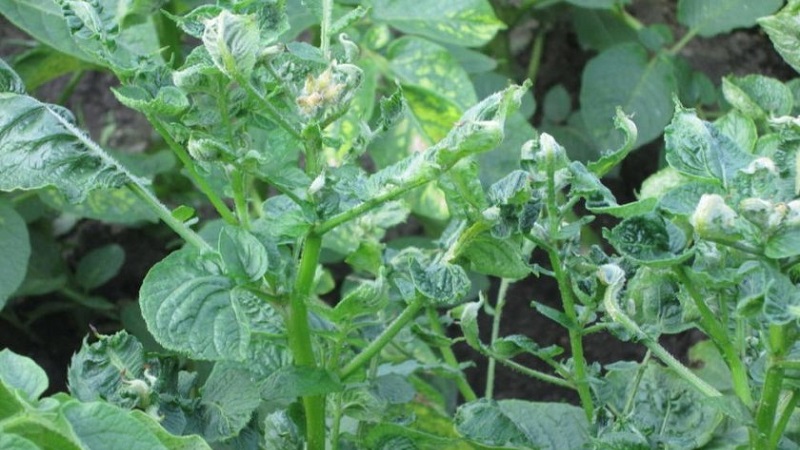 What are the diseases of potato tops: description and treatment