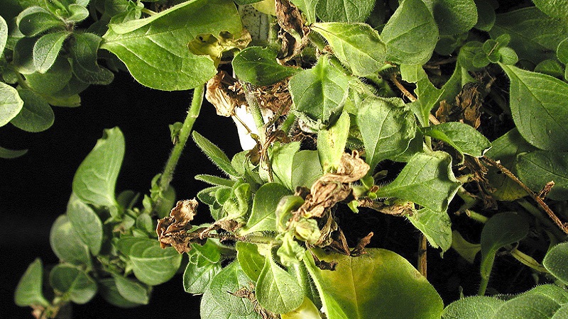 What are the diseases of potato tops: description and treatment