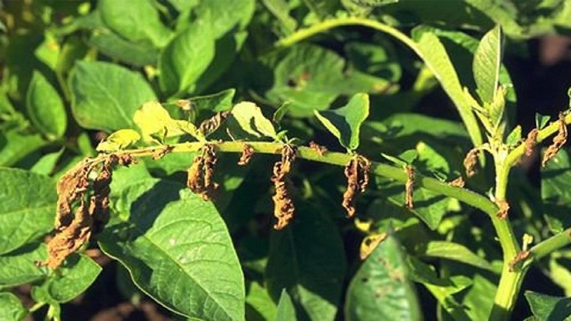 What are the diseases of potato tops: description and treatment