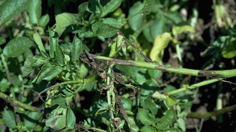 What are the diseases of potato tops: description and treatment