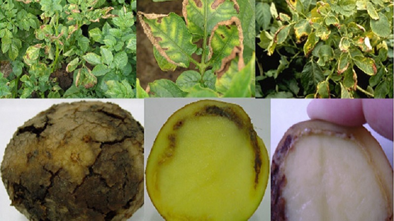 What are the diseases of potato tops: description and treatment