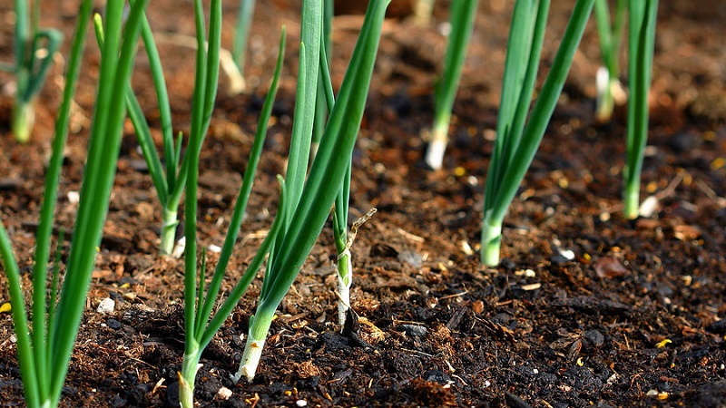 What types of onions are, their characteristics, and which variety is best suited for long-term storage