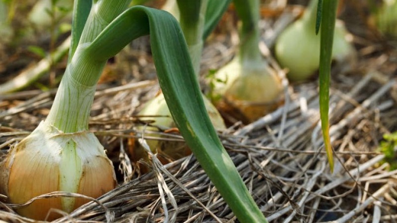 What types of onions are, their characteristics, and which variety is best suited for long-term storage