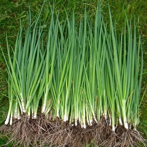 What types of onions are, their characteristics, and which variety is best suited for long-term storage