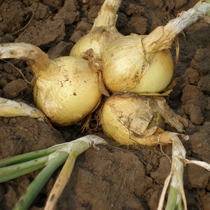 What types of onions are, their characteristics, and which variety is best suited for long-term storage