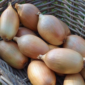 What types of onions are, their characteristics, and which variety is best suited for long-term storage