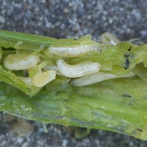 What are the pests of onions and methods with them