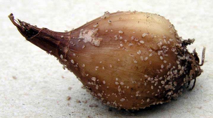 What are the pests of onions and methods with them