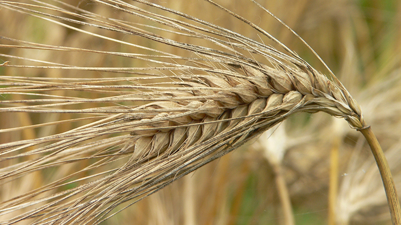 What cereals are made from barley and the beneficial properties of cereals