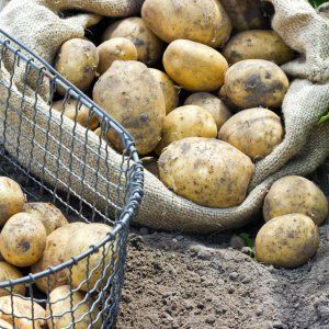 In what ways and how potatoes multiply