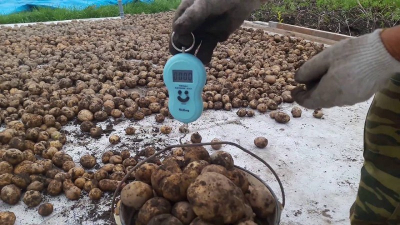 What is the yield of potatoes from 1 hectare and how to increase it