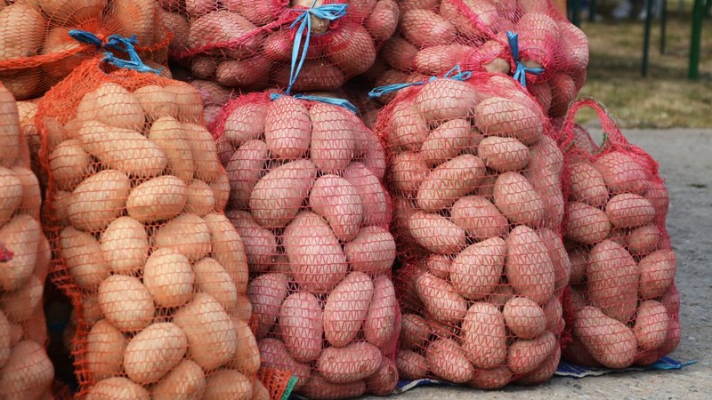 What is the yield of potatoes from 1 hectare and how to increase it
