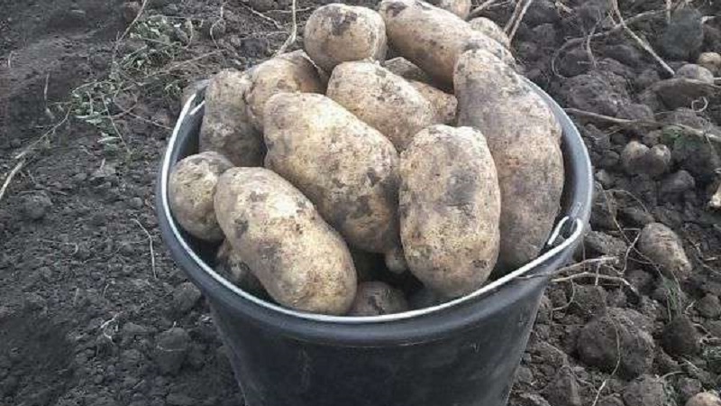 What is the yield of potatoes from 1 hectare and how to increase it