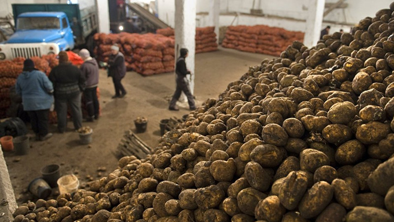 What is the yield of potatoes from 1 hectare and how to increase it