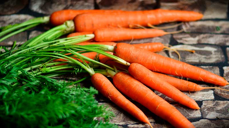What carrots to plant in the Moscow region: the best varieties for open ground
