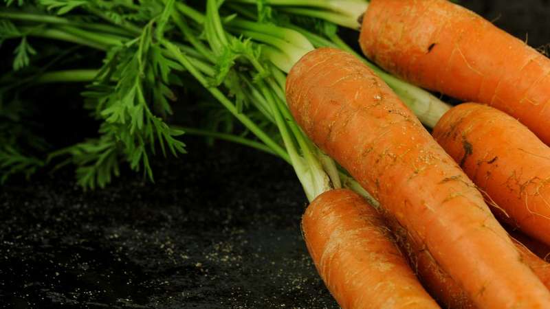 What carrots to plant in the Moscow region: the best varieties for open ground