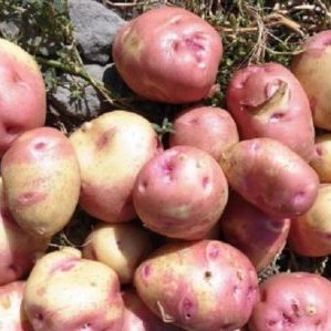 A productive, unpretentious and disease-resistant potato variety Ivan da Marya