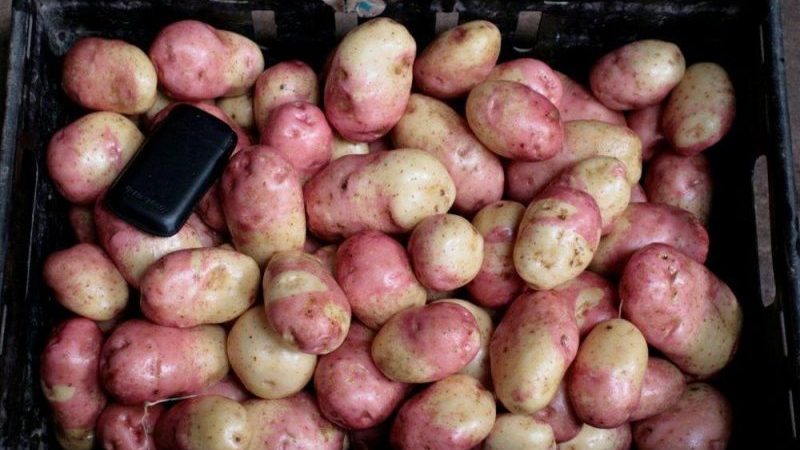 A productive, unpretentious and disease-resistant potato variety Ivan da Marya