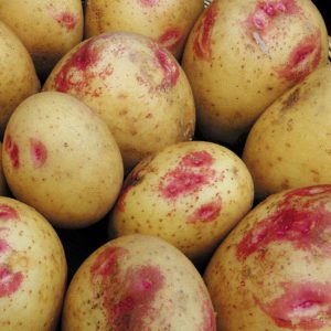 A productive, unpretentious and disease-resistant potato variety Ivan da Marya