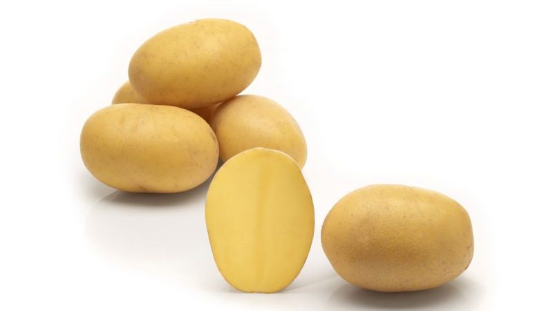 Medium early Lilly potato variety with high yield