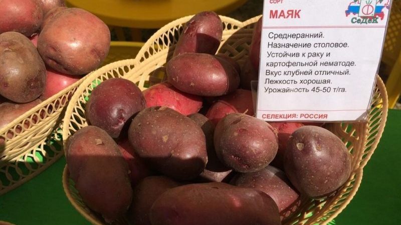 Mid-season potato variety Mayak with good adaptation to growing conditions