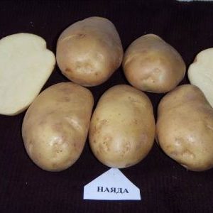 The best potato varieties: Naiada, Madeira, Chaika and others