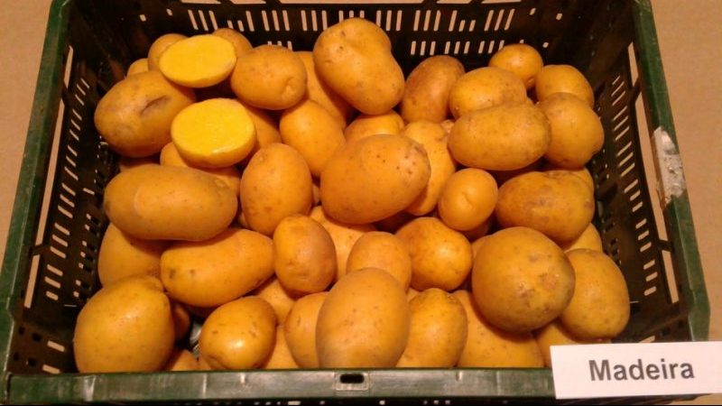 The best potato varieties: Naiada, Madeira, Chaika and others
