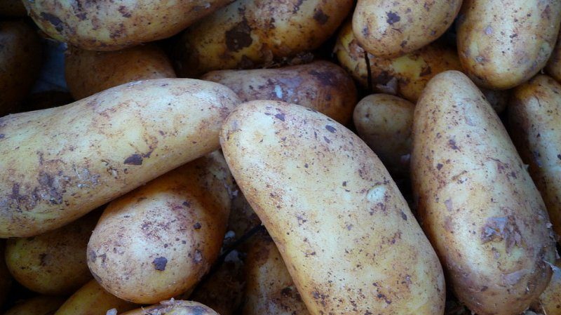 The best potato varieties: Naiada, Madeira, Chaika and others