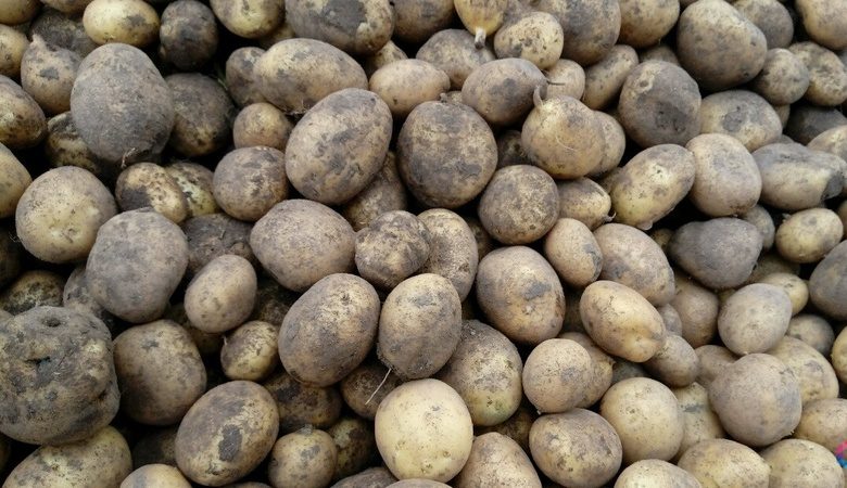 The best potato varieties: Naiada, Madeira, Chaika and others