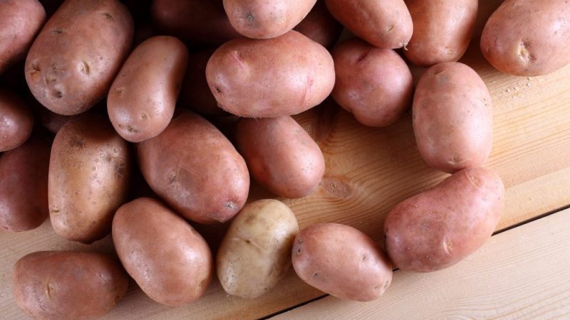 The best potato varieties: Naiada, Madeira, Chaika and others