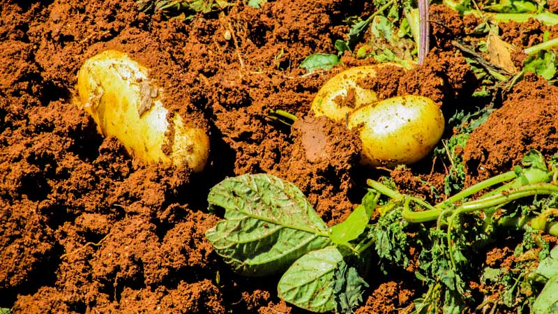 The best potato varieties: Naiada, Madeira, Chaika and others
