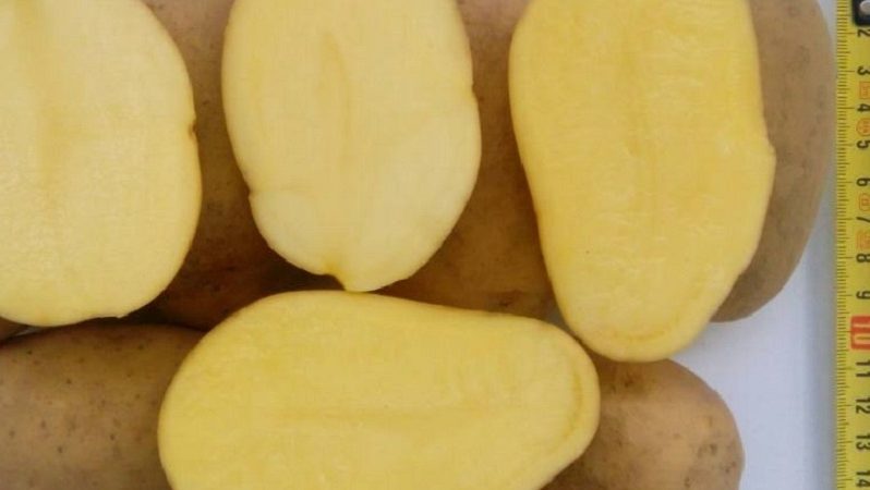 A medium late table Ragneda potato that adapts to any soil