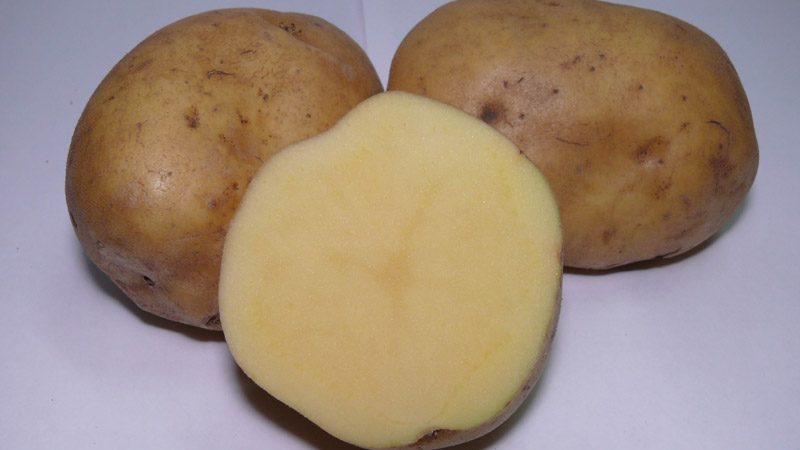 Unpretentious to weather conditions, mid-season potato variety Ramos