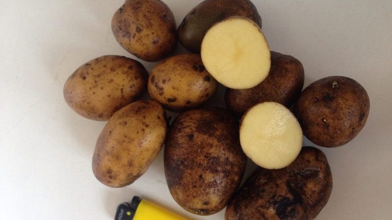 Unpretentious to weather conditions, mid-season potato variety Ramos