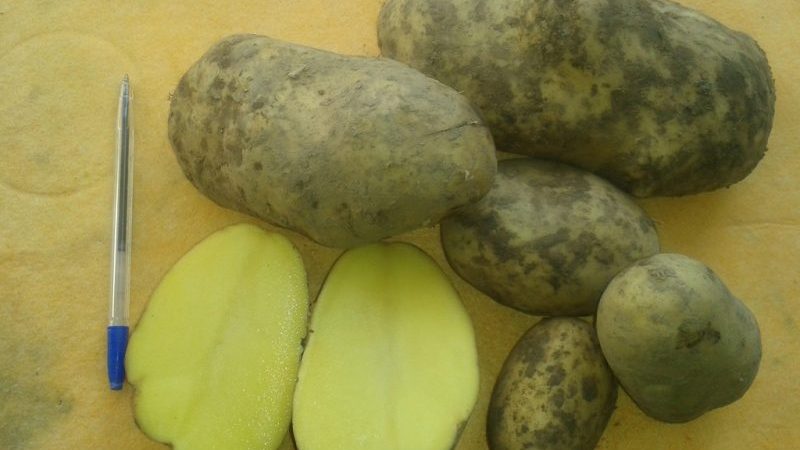 Unpretentious to weather conditions, mid-season potato variety Ramos