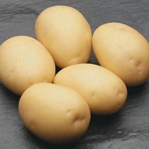 An unpretentious potato variety that keeps well: Sifra
