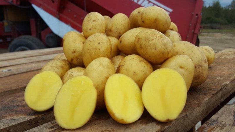 High-yielding, mid-season potato with a strong Yanka root system