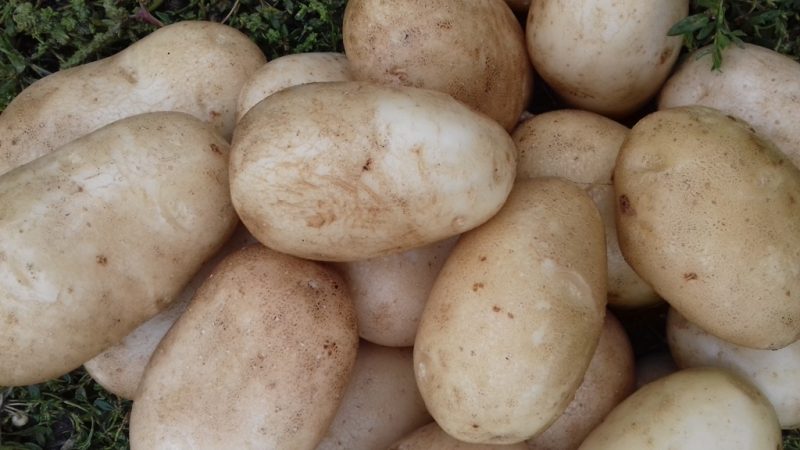 High-yielding, mid-season potato with a strong Yanka root system