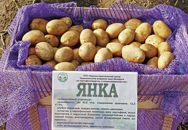 A high-yielding, mid-season potato with a strong Yanka root system
