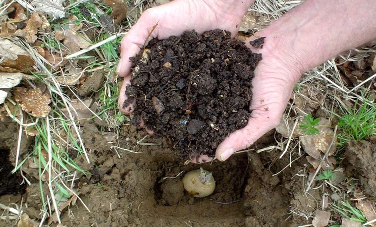 Manure as fertilizer for potatoes: when is it better to apply, in autumn or spring