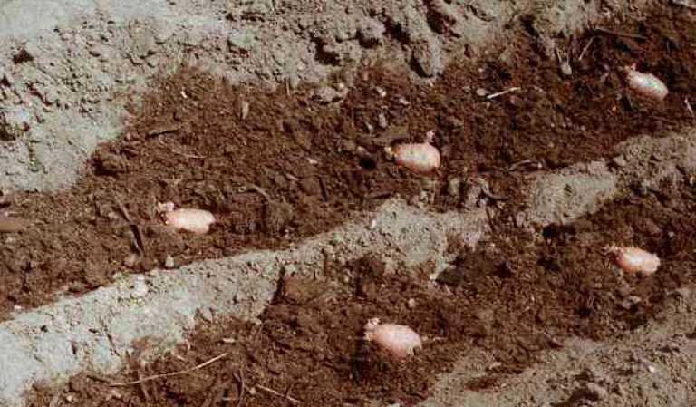 Manure as fertilizer for potatoes: when is it better to apply, in autumn or spring