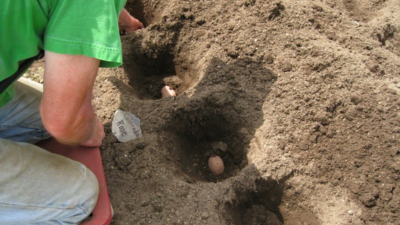 Manure as fertilizer for potatoes: when is it better to apply, in autumn or spring