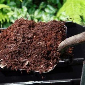 Manure as fertilizer for potatoes: when is it better to apply, in autumn or spring