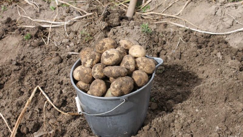 Manure as fertilizer for potatoes: when is it better to apply, in autumn or spring