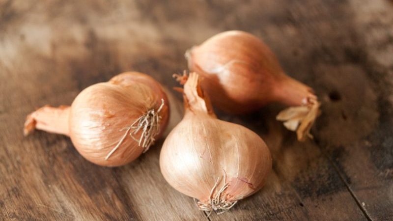 When to plant the onion variety Shrike